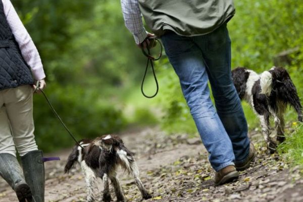 Walks for humans and dogs at Wallops Wood