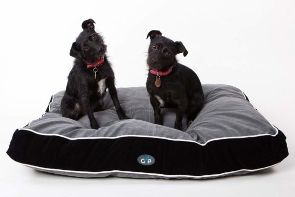 Two dogs on a Wallops Wood dog bed which we provide for free