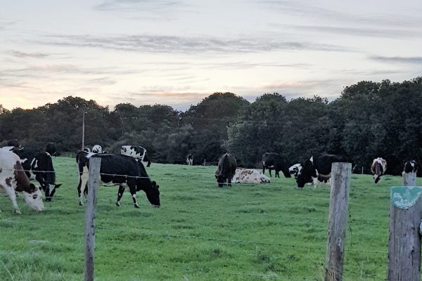 Sunrise with the cows at Wallops Wood