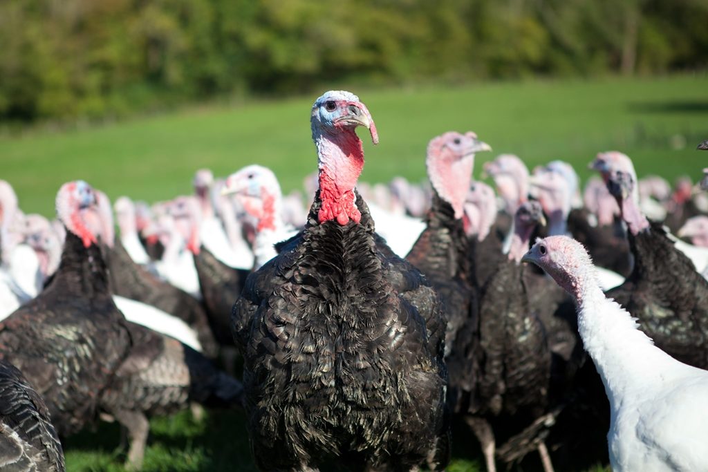 Ashford Farm has amazing turkeys