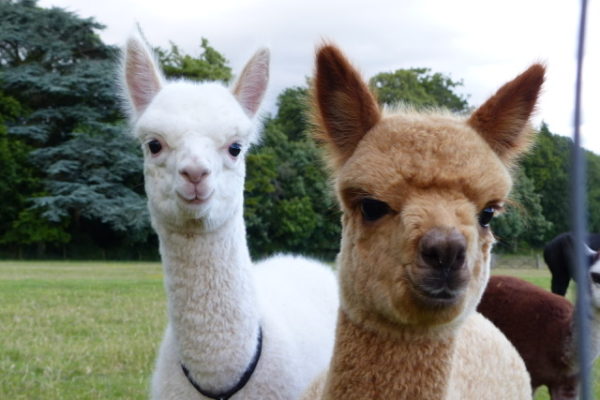 Alpacas in the Meon Valley just doen the road form Wallops Wood