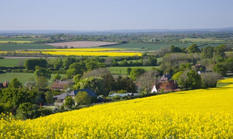 Rapeseed fields yellow summer views over the Meon Valley