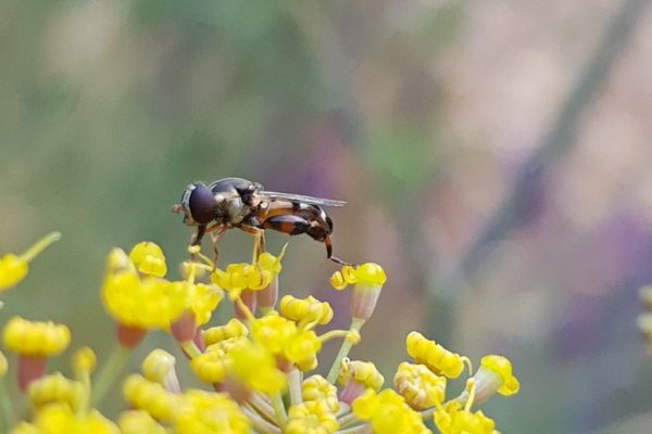 wasp sitting on a yellow fennel flower
