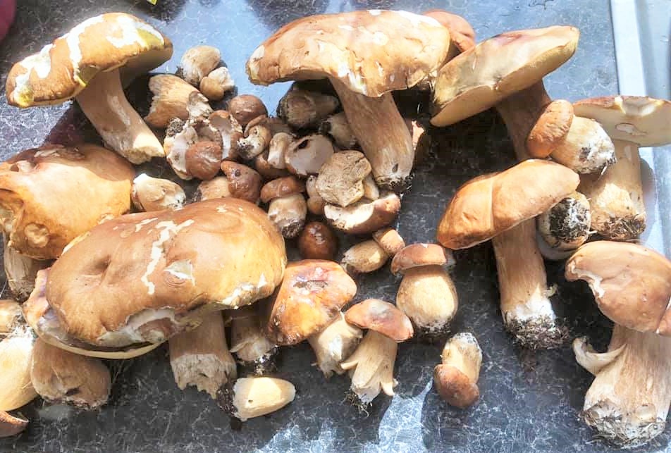 Summer ceps form New Forest Mushrooms