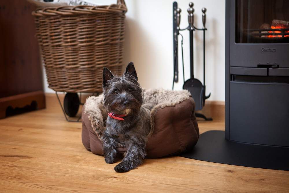 Pepper is the Wallops Wood dog, she loves warming herself up next to the woodburners at Wallops Wood