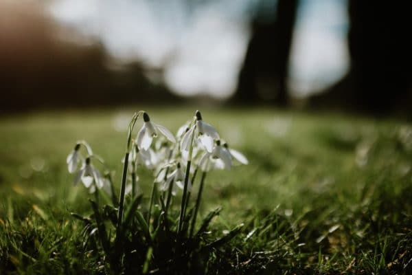 Snowdrop flowers in the grass