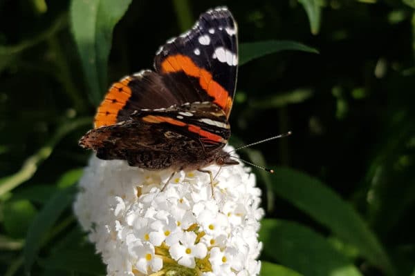 Red Admiral butterfly on a white flower