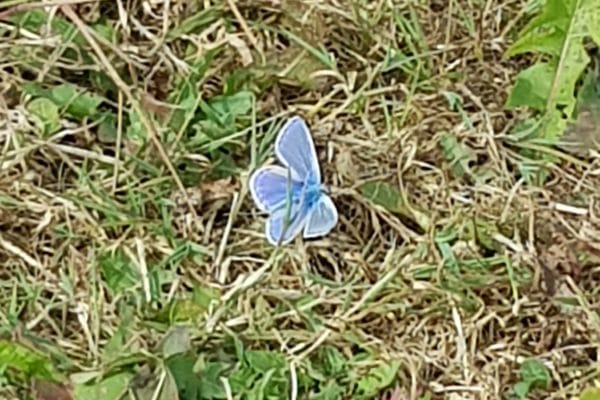 Blue butterfly in grass