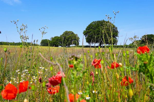 Poppy fields with blue sky