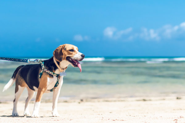 Beagle enjoying the beach!