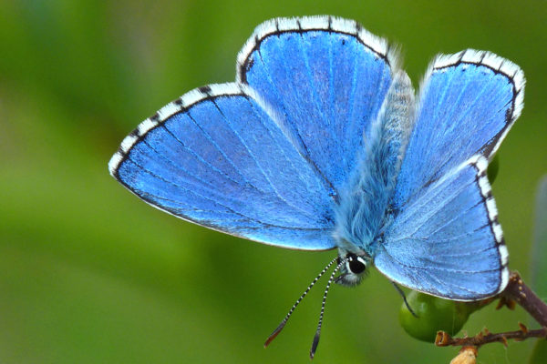 Blue Adonis butterfly