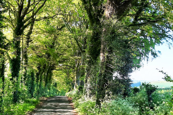 The country lanes near Wallops Wood are fantastic for running & cycling
