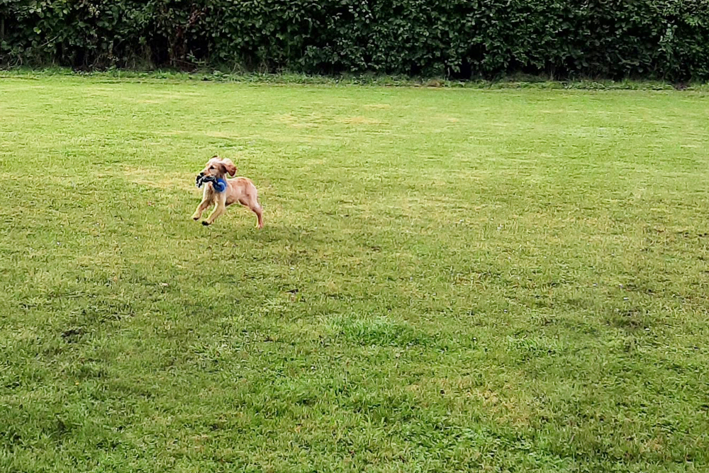 Pippa (6 months) playing with her new toy on the meadow