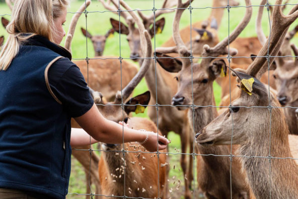 Feeding the deer at Sky Park Farm