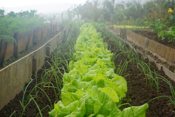 Vegetables growing at a kitchen garden