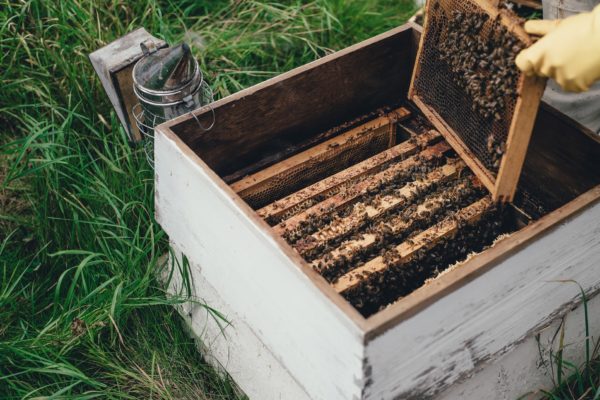 Learn all about beekeeping!