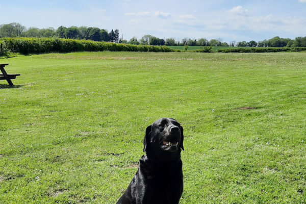 Glossy black labrador Harry sitting on our meadow and smiling at the camera on a sunny summer day